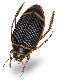 Dysticus marginalis