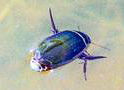 Dysticus pisanus