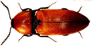 Elater ferrugineus