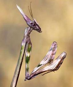 Empusa pennata