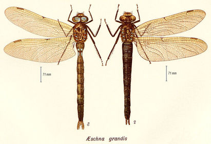 Eschan grandis