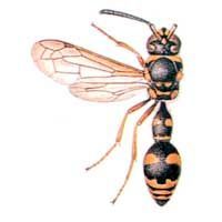 Eumenes pomiformis