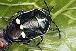 Eurydenma oleraceum