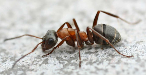 Formica rufa