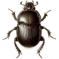 Geotrupes stercorarius