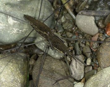 Gerris najas