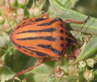 Graphosoma semipunctatum