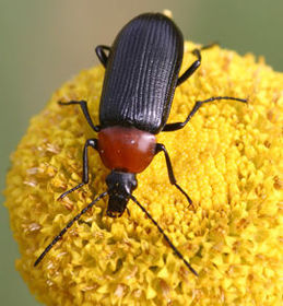 Heliotaurus ruficoris