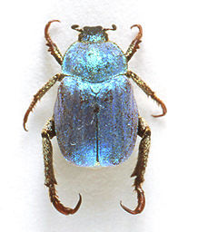 Hoplia caerulea