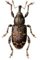 Hylobius
