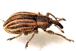 Hypera