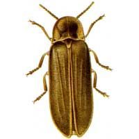 Lampiris nuctiluca