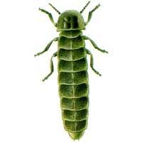 Lampiris noctiluca