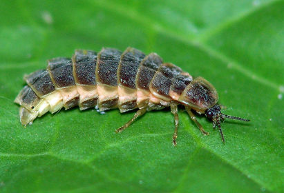 Lampiris noctiluca