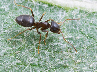 Lasius niger