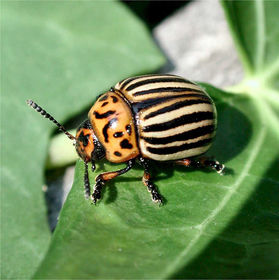 Leptinotarsa docemlineata