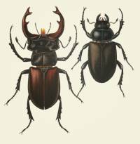 Lucanus cervus