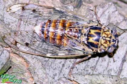 Lyristes pleblejus