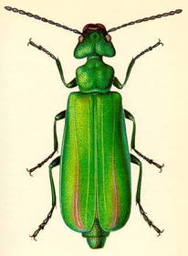 Lytta vesicatoria