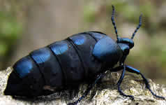 Meloe proscarabeus