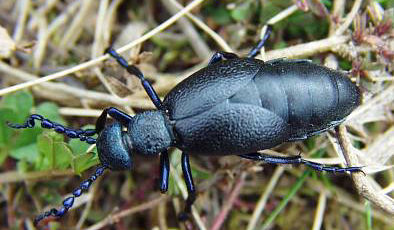 Meloe violaceus