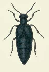Meloe violaceus