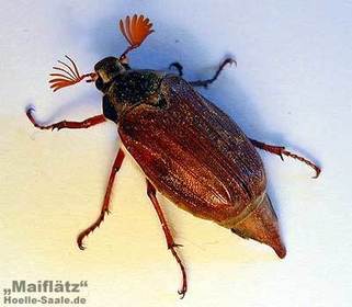 Melolontha melolontha