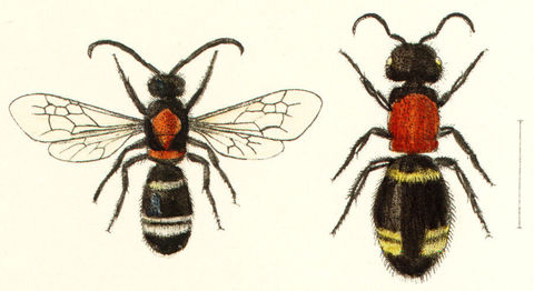 Mutila europaea