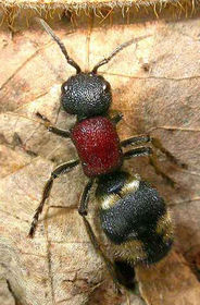 Mutila europaea