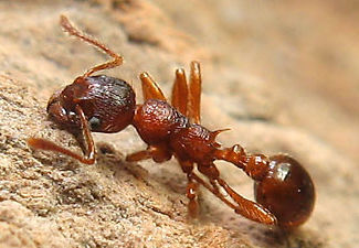 Mirmica rubra