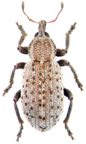 Hypera