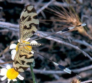 Nemoptera bipennis