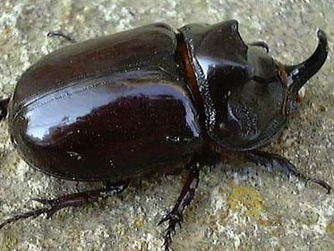 Oryctes nasicornis