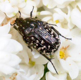 Oxythyrea funesta