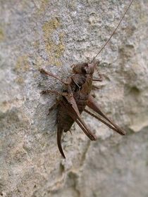 Pholidoaptera griseoaptera