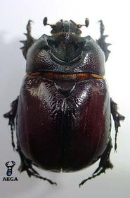 Phylognatus excavatus