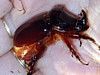Phyloognatus excavatus