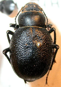 Pimelia