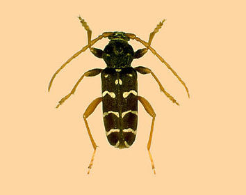 Plagionotus arcuatus