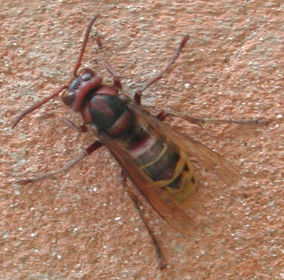 Polystes