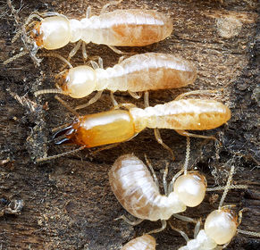 Reticulotermes