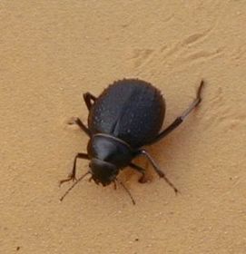 Scarabeus sacer