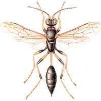 Sceliphron destllatorium
