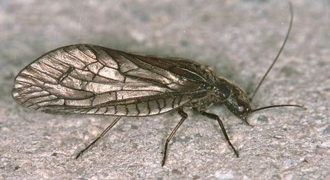 Sialis lutaria