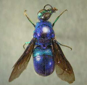 Stilbum cyanurum