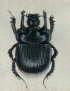 Thyphoeus thyphoeus