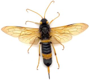 Urocerus gigas