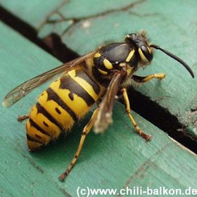 Vespula vulgaris