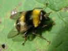 Volucella elegans