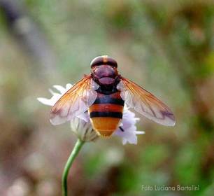 Volucella zonaria